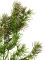 Ветка сосны декоративная канадская ель