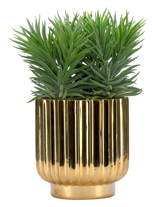 Декоративный суккулент в керамическом кашпо, 28 см. Bloomr