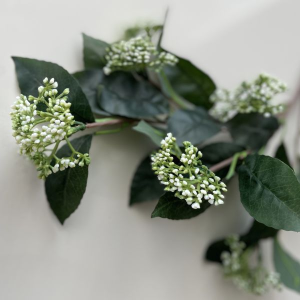 Скиммия японская 