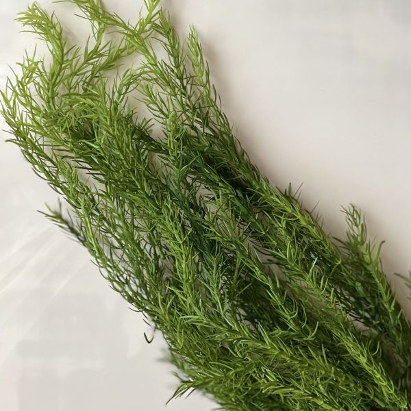 Ветка аспарагуса/80