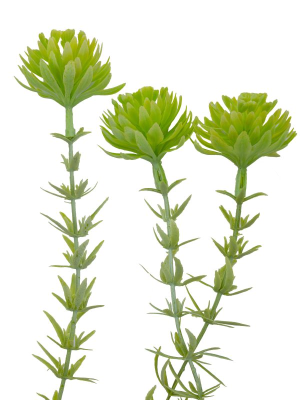 Эхеверия многоцветковая суккуллент