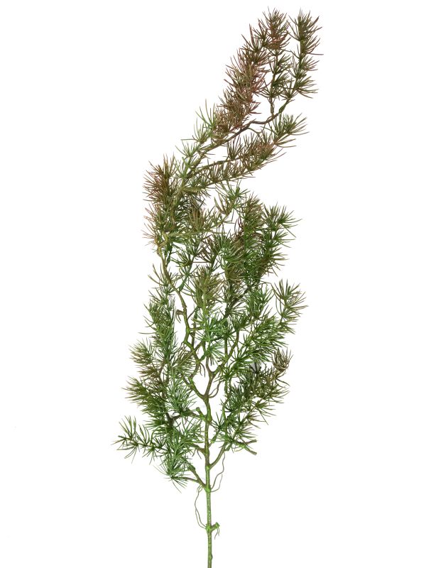 Ветка сосны декоративная канадская ель