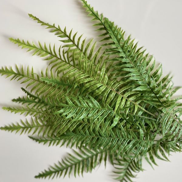 Папоротник зеленый 