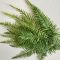 Папоротник зеленый 