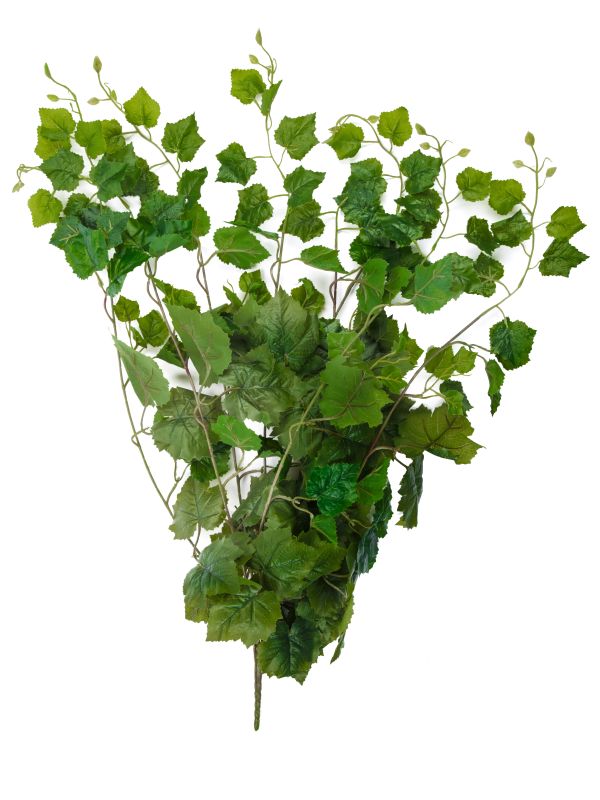 Виноград ампельный куст