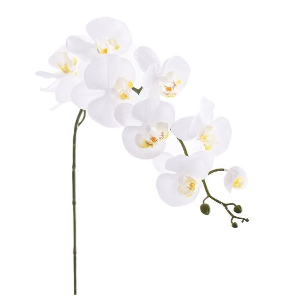 Орхидеи фаленопсис белые