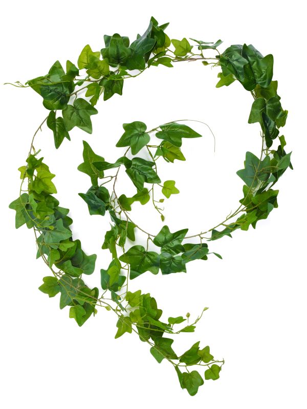 Плющ зеленый крупнолистный ампельный