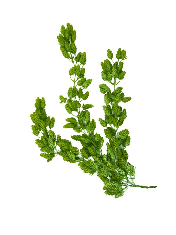 Хмель с шишками ампельный  